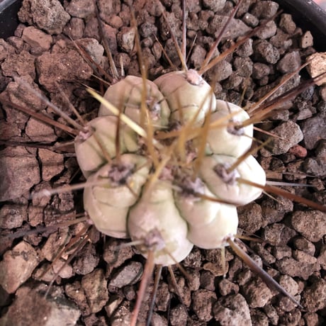 copiapoa   cinerea  長刺白棘黒王丸《小さめM size》激希少‼︎※現地球株カキ仔自根株‼︎※mad black bowl pot植え