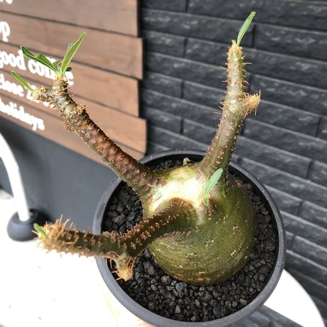 pachypodium gracilius《小さめL size》希少green肌&球体樹形※現地球発根後店主国内管理3年株※まん丸な樹形&極balance株※mad black bowl pot植え