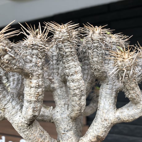 euphorbia  guillauminiana《大きめL size》※現地球発根済株※店主国内管理4年株※溶岩質土壌育ちの現地球株らしい表皮＆低重心wild良樹形※mad black pot植え