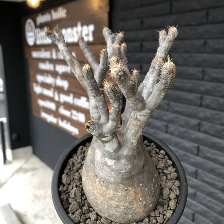 packypodium  gracilius《M  size》※現地球発根済株※遅ればせながら新芽もお目覚めしたレア細枝多数の激かわ激オススメ株※mad black pot植え