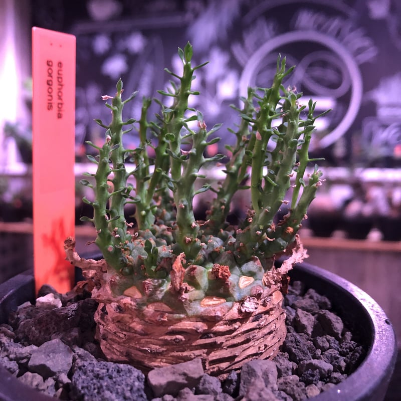 巨大 希少 ユーフォルビア エスクレンタ Euphorbia タコモノ 選抜株 巨大 希少 ユーフォルビア エスクレンタ Euphorbia タコモノ