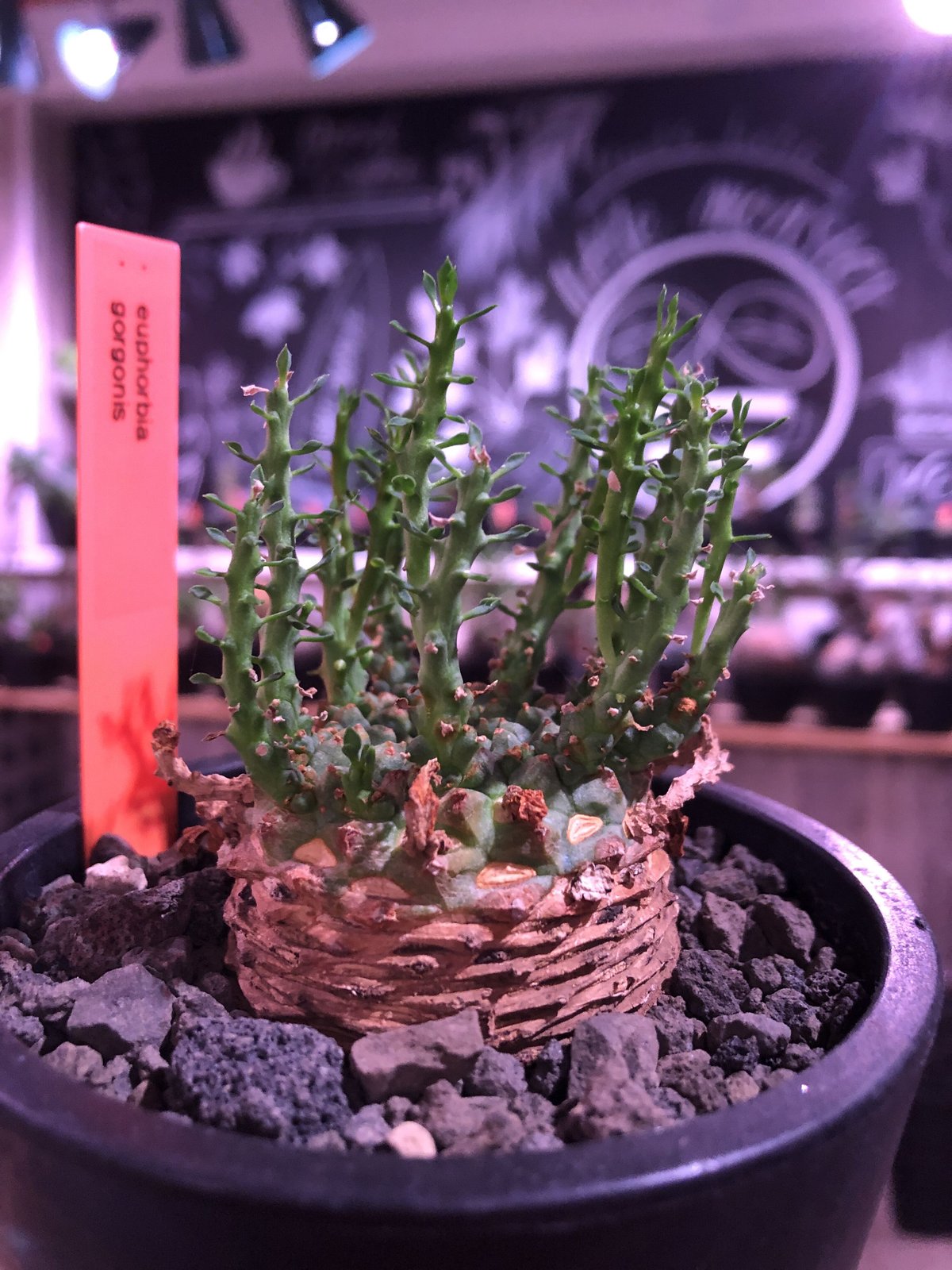 塊根植物 コーデックス タコモノ ユーフォルビア ユーフォルビア・ゴルゴニス 王道のタコものユーフォルビアです