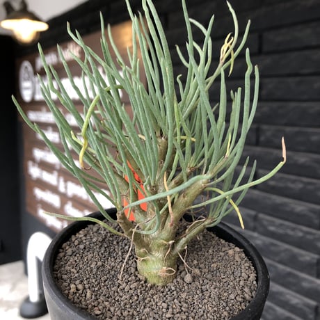 othonna protecta littmon seed🌱《大きめM size》※大切に育て、すくすく育ってくれた大変美しい一株※mad black bowl pot植え