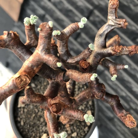 pelargonium  mirabile《大きめM size》※現地球店主国内管理4年株※愛おしく堪らない冬型の人気者‼︎幹上がり仕立て良樹形※mad black pot植え