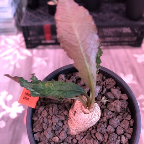 euphorbia cremersii《M size》※大きめぽっこり塊根&葉の表と裏がcolor違いの上、mad質で渋い肌質が大変カッコ良く上品な一株‼︎※mad black bowl pot植え