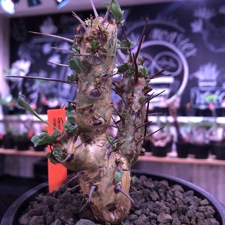 sarcocaulon crassicaule《  M  size》※現地球発根済株※店主国内管理3年株※赤強刺に縮れた葉と白花のギャップ萌えするwildな一株※mad black pot植え