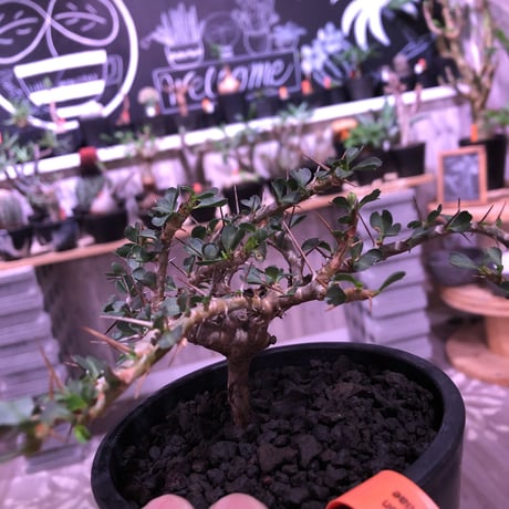 sarcocaulon  vanderietiae《M size》※現地球発根済‼︎※サルコカウロン希少夏型※店主国内管理2年株‼︎※細枝がwildに広がる‼︎※mad  black  pot植え