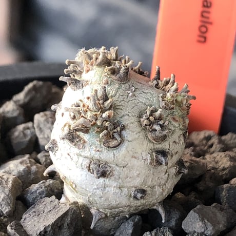 sarcocaulon peniculinum《S size》激希少種※現地球発根後店主国内管理5年株※堪らないほど極白の美しい一株※mad black pot植え