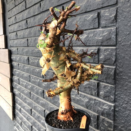 commiphora eminii《LL size》※現地球発根後店主国内管理6年株※極太幹を持つ激wildな出立ちが堪らない‼︎※mad black tall pot植え