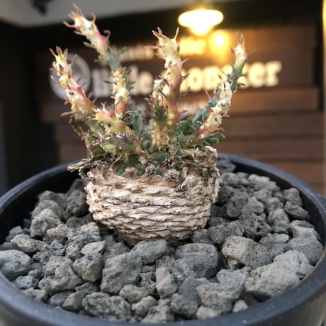 euphorbia gorgonis《M size》※現地球発根済株※人気🐙タコものユーフォルビア‼︎綺麗な多肉質の葉とwild塊根部木質化の二面性が魅力※mad  black bowl pot植え