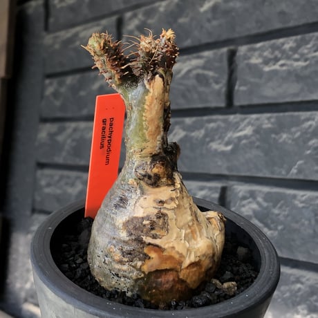 pachypodium gracilius《大きめS size》極‼︎現地焼け肌※現地球発根後店主国内管理3年株※激しすぎる荒々しい現地焼け肌がとびきり魅力※mad black pot植え