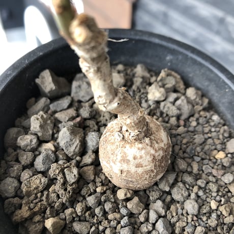 monadenium capitatum《M size 》希少種※現地球株発根済※球体感強く可愛い肌カラーな一株※mad black pot植え
