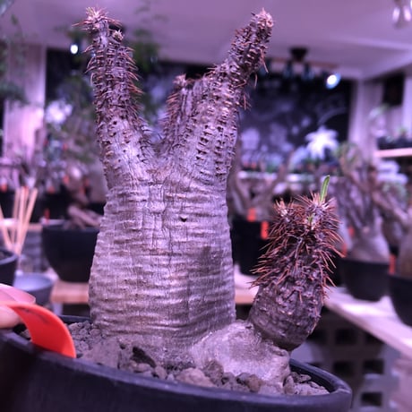 packypodium  gracilius《大きめS  size》W-he'd株※現地球発根済み株‼︎※ぼってり樹形の上、二分頭balance良きグラキ※mad black bowl pot植え