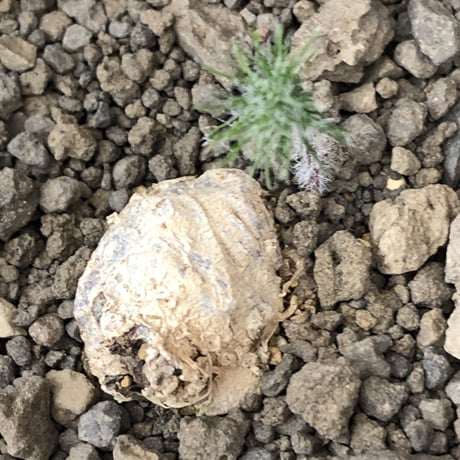 eriospermum dregei《M size》驚愕‼︎冬型激希少種※現地球発根後店主国内管理5年株※まず出回らない現地球株‼︎ビッグサイズ立体塊根＆極美しい葉※mad black pot植え