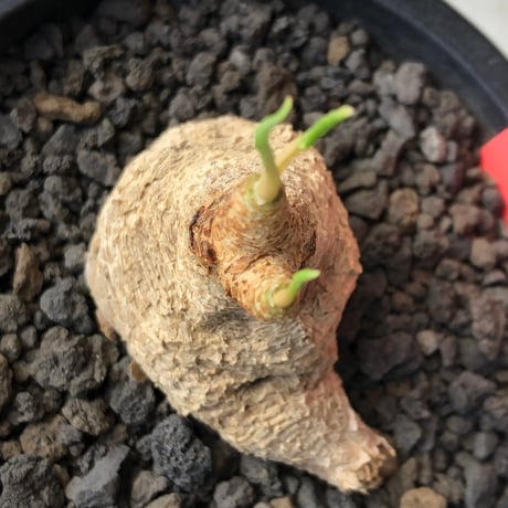 euphorbia fishbone《M size》※現地球株発根済※希少‼︎現地球株は極めて流通少なく愛くるしさと味深き白花も醍醐味※black pot植え