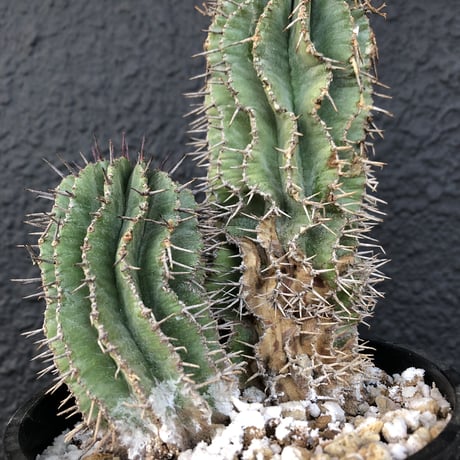 euphorbia    horrida《4分頭ホリダ》再入荷お知らせ通知分