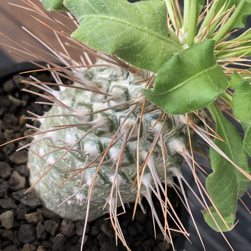 pachypodium namaquanum 光堂《大きめL size》littmon see