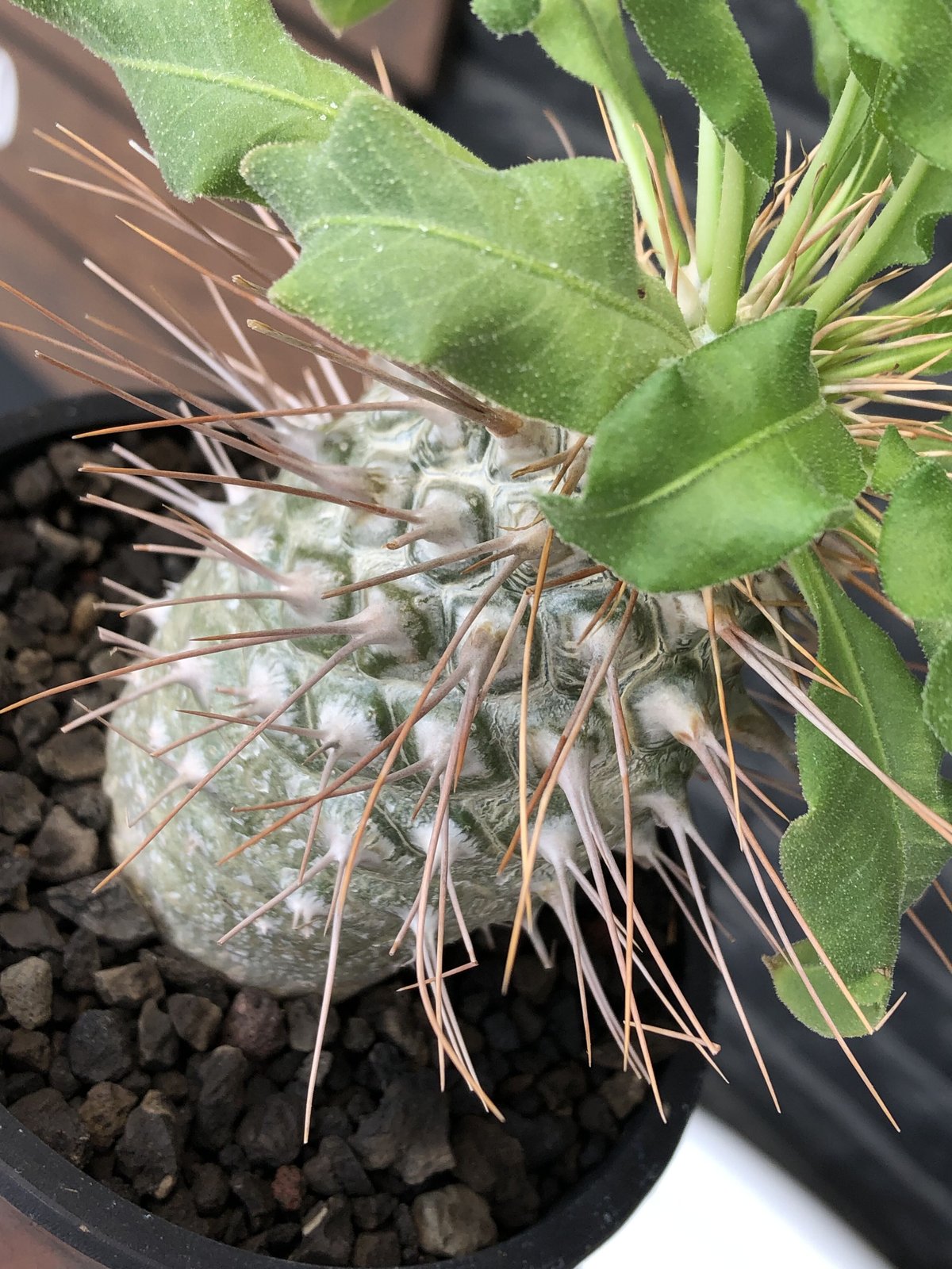 pachypodium namaquanum 光堂《大きめL size》littmon  seed🌱※中々見かけないはずのサイズ感のとびきり丸み強きかわいい一株※mad black pot植え