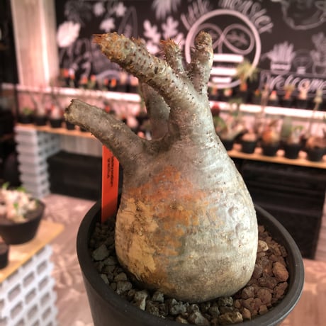 packypodium  gracilius《大きめM  size》※現地球発根済株※大変大きめぼってり球体株の上、左半面は現地焼けのあるカッコ可愛いおすすめグラキ‼︎※mad black pot植え