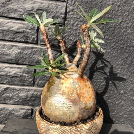 packypodium  gracilius《L size》特選株※現地球発根済株※特化した肌colorに味深き現地焼け＆weightも低き360°球体な大株グラキ‼︎唯一無二な装い※陶器浅鉢植え