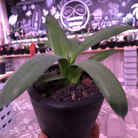 agave   littmon ４株set🌵《titanota.赤猫.BB.parryi》※セットのみ販売‼︎※mad black pot植え