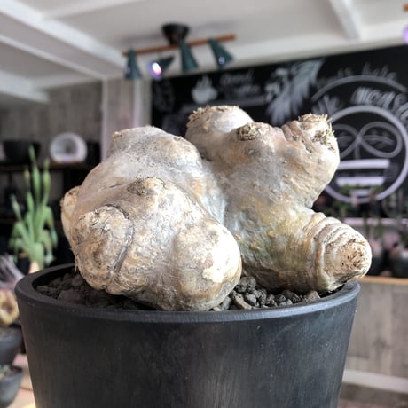 pachypodium  brevicaule恵比寿笑い《L size》※現地球発根済株※ヤバく驚愕的座高を持つ唯一無二なNo.1立体樹形‼︎今後流通少なくなります※mad black pot植え
