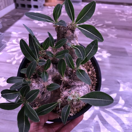 packypodium    roslatum var. eburneum（L size）※ 現地球   発根済み株