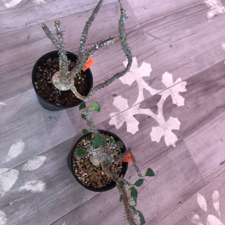 euphorbia    hofstaetteri《M size》希少‼︎