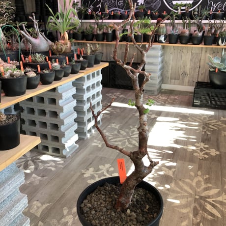 commiphora   monstrosa《 M  size》※現地球発根済株※店主国内管理3年株※weight低く幹も太めな枝振りバランス良きモンスト‼︎※black tall pot植え