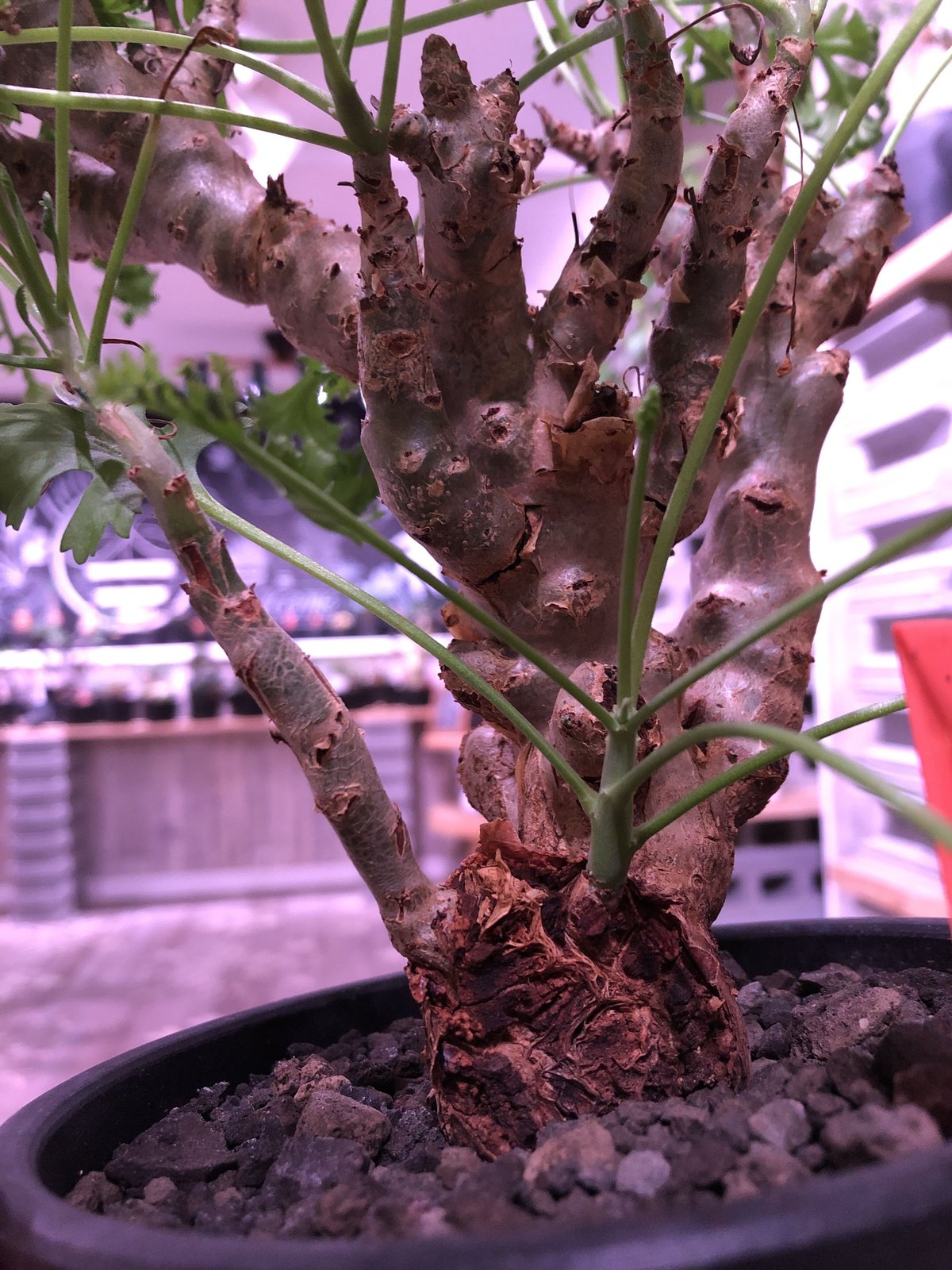 pelargonium crithmifolium《L size》枝だけでなく、塊根部分も