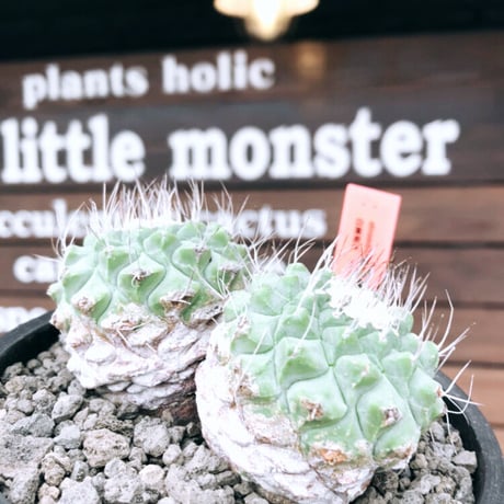 strombocactus 白棘菊水　w-he'd株《M size》激希少‼︎現地球発根後店主国内管理12年株※希少性&美しい樹形balanceな堪らない装い‼︎※mad black pot植え