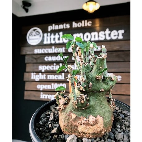 adenia spinosa《大きめM size》球体wild株※現地球発根後店主国内管理3年株※まん丸低重心&枝振りゴツゴツ感が男らしい佇まいが堪らない※mad black pot植え