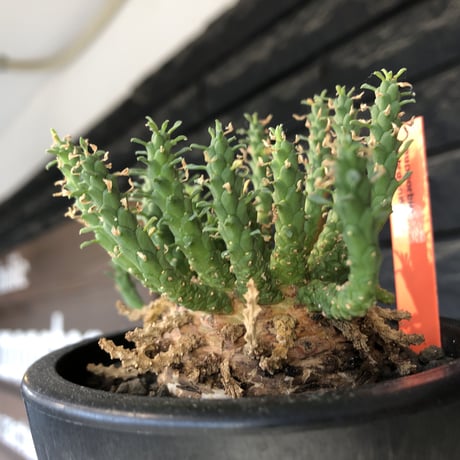 euphorbia gorgonis《L size》※現地球発根後店主国内管理3年株※人気🐙タコもの‼︎美多肉質葉&木質wild塊根の二面性が魅力※mad  black  pot植え