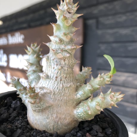 pachypodium windsorii《M size》※選抜littmon seed🌱※weight低き極ぼってり株元&枝振りも◎良樹形※mad black pot植え