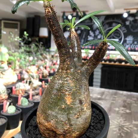 pachypodium gracilius《大きめM size》※現地球株発根済※うっすらgreen肌と生き様感じる株元の傷みも味深く整った樹形の一株‼︎※black pot植え