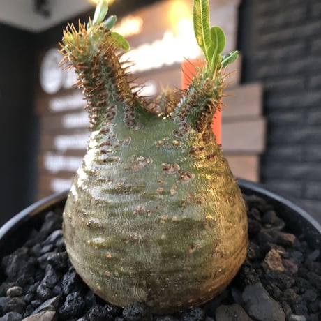 packypodium  gracilius《S size》※現地球発根済株※激希少green肌※店主国内管理2年株※短枝weight低く激まん丸株※mad black bowl pot植え