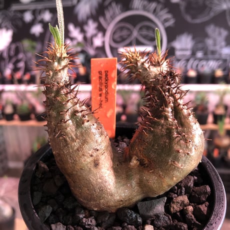 packypodium  gracilius《 大きめS  size》W-he'd※現地球発根済※左右アシンメトリーなwild二分頭グラキ‼︎可愛さとの二面性感じる一株※mad black pot植え