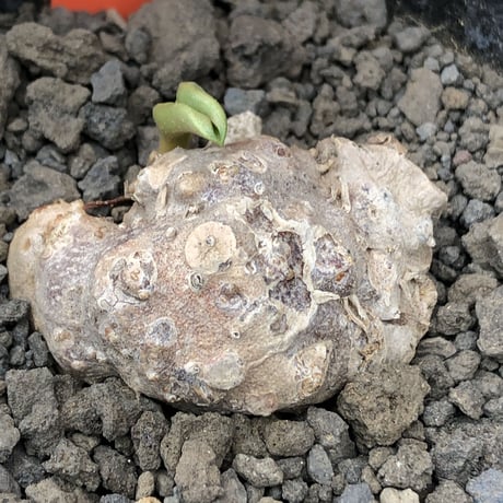 eriospermum cooperi《XL size》驚愕‼︎冬型激希少年代物大株※現地球発根後店主国内管理8年株※大変bigな塊根＆極美しい大きな葉も魅力な一株※mad black pot植え