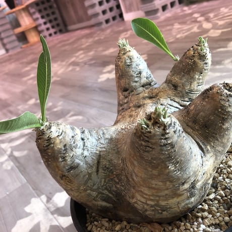 packypodium    roslatum var. eburneum（L size）
