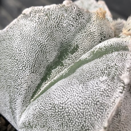 astrophytum 恩塚ランポー玉《L size》※店主国内管理6年株※ビッグサイズ且つ大変美しい白肌が堪らない※mad black bowl pot植え
