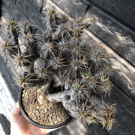 euphorbia  guillauminiana《大きめL size》※現地球発根後店主国内管理3年株※太めな幹に躍動する枝振りbalanceも堪らない良樹形※mad black pot植え