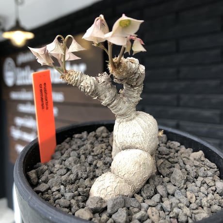 euphorbia cremersii《 L size》※現地球発根後店主国内管理2年株※極白肌なとびきり美しい塊根を持つbalance良き低重心株‼︎※mad black bowl pot植え