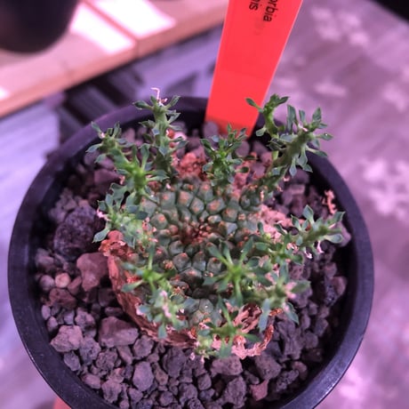 euphorbia gorgonis《M size》※人気🐙タコものユーフォルビア‼︎綺麗な多肉質の葉とかわいくもwildな塊根部分の木質化が魅力※mad  black pot植え