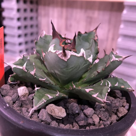 agave     titanota《M  size》Sよりのサイズ感で成熟株の装い   mad  black  pot植え