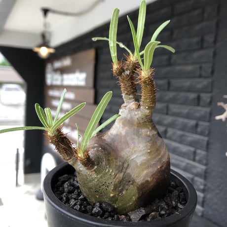pachypodium  gracilius《小さめM size》※現地球発根後店主国内管理3年株※愛くるしさ100%な美術的インテリ性高く現地焼け肌な一株※mad black pot植え