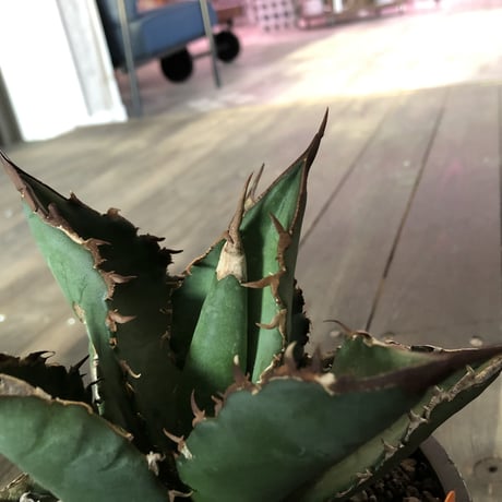 agave   titanota《M size》