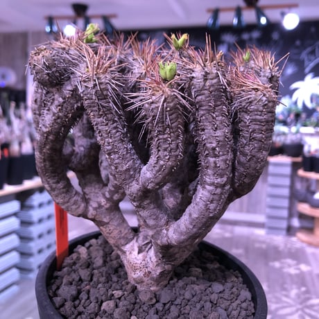 euphorbia    guillauminiana《L  size》※現地球発根済株※幹は太め且つ荒い肌質&枝数多きwildギラウミ‼︎balance良株‼︎※mad black pot植え