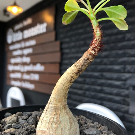 euphorbia ramena《M size》※現地球株発根済※ぽっこり丸み強き株元＆絶妙に捻くれた枝振りバランスが愛らしいラメナ※black bowl pot植え