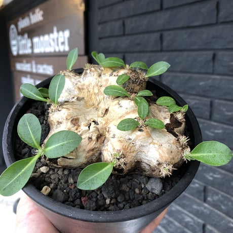 pachypodium brevicaule恵比寿笑い《大きめM size》※現地球発根後店主国内管理3年株※手乗り丁度良きサイズ感‼︎威勢よく展開中🌱※mad black pot植え