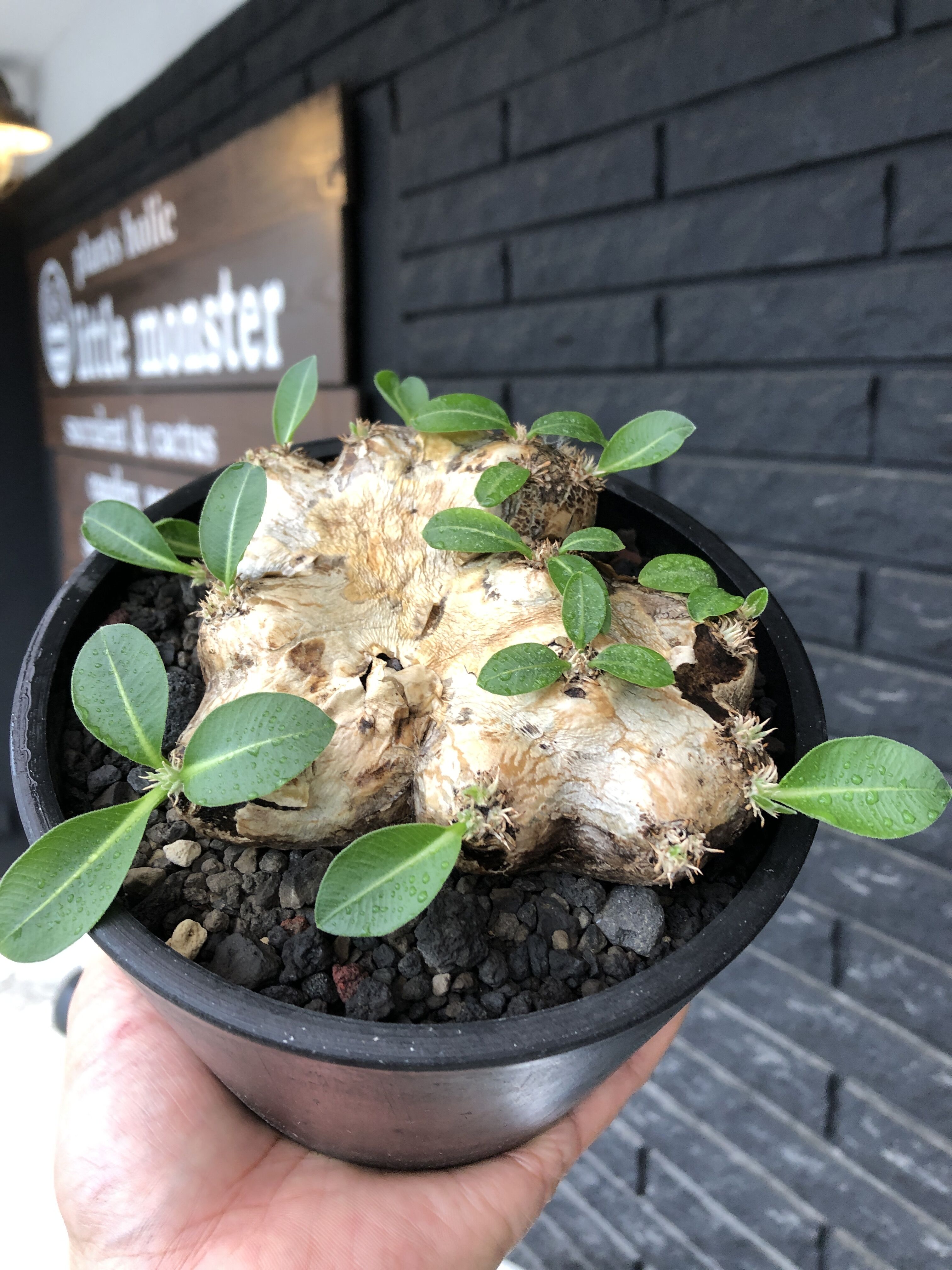 pachypodium brevicaule恵比寿笑い《大きめM size》※現地球発根後店主